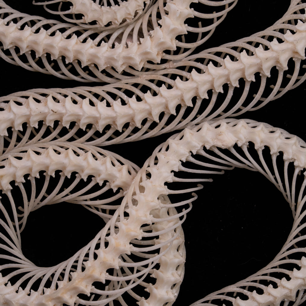 A beautifully preserved snake skeleton mounted on an ornate antique Gothic frame. The intricate skeletal details are complemented by the dark, vintage aesthetic of the frame, creating a striking piece of Gothic wall art. Perfect for vintage home decor or curio cabinet displays, this creepy art piece is photographed against a moody, dark background to enhance its dramatic appeal.