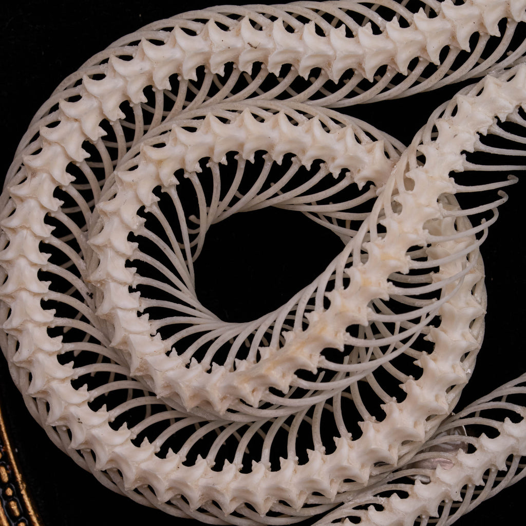 A beautifully preserved snake skeleton mounted on an ornate antique Gothic frame. The intricate skeletal details are complemented by the dark, vintage aesthetic of the frame, creating a striking piece of Gothic wall art. Perfect for vintage home decor or curio cabinet displays, this creepy art piece is photographed against a moody, dark background to enhance its dramatic appeal.