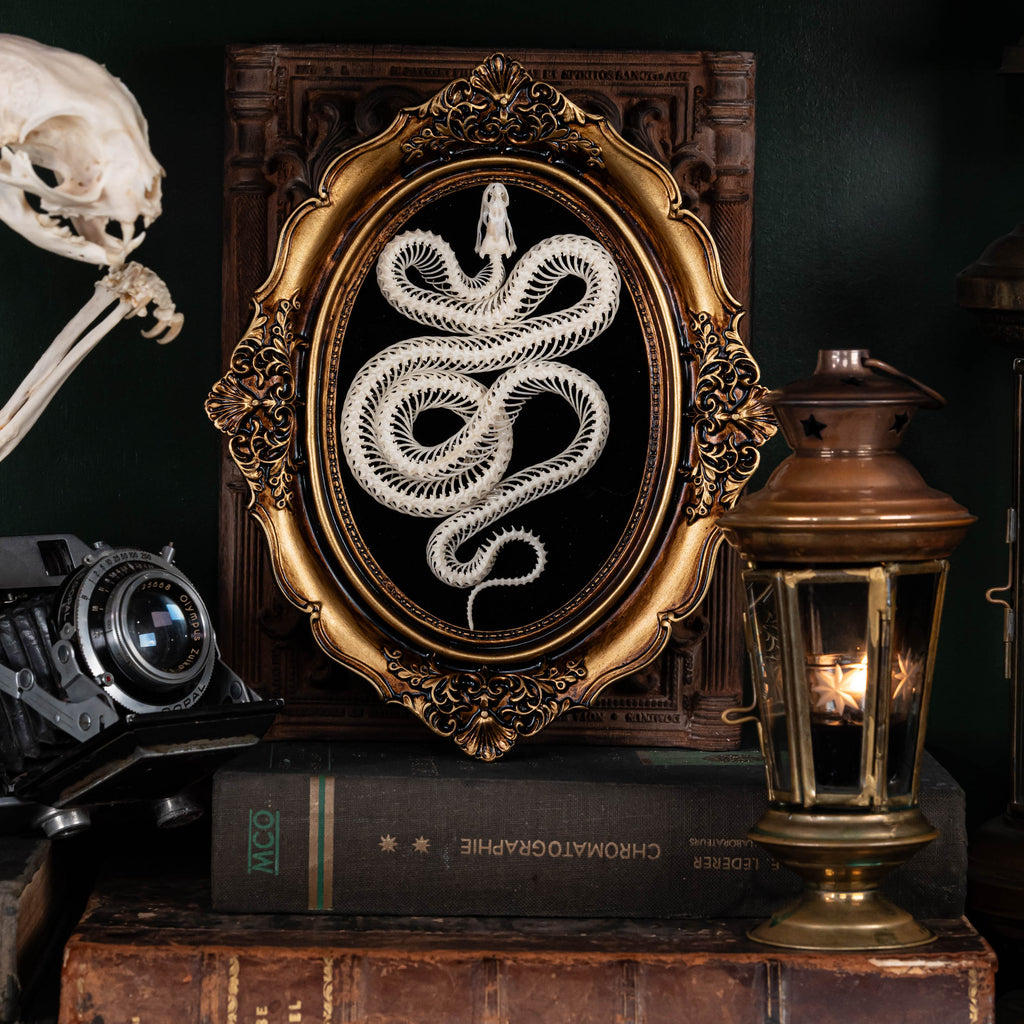 A beautifully preserved snake skeleton mounted on an ornate antique Gothic frame. The intricate skeletal details are complemented by the dark, vintage aesthetic of the frame, creating a striking piece of Gothic wall art. Perfect for vintage home decor or curio cabinet displays, this creepy art piece is photographed against a moody, dark background to enhance its dramatic appeal.