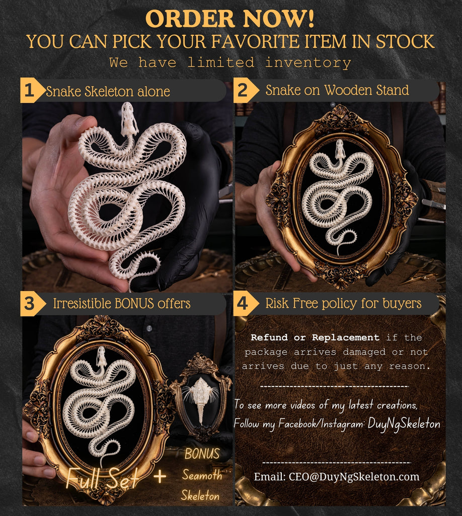 A beautifully preserved snake skeleton mounted on an ornate antique Gothic frame. The intricate skeletal details are complemented by the dark, vintage aesthetic of the frame, creating a striking piece of Gothic wall art. Perfect for vintage home decor or curio cabinet displays, this creepy art piece is photographed against a moody, dark background to enhance its dramatic appeal.