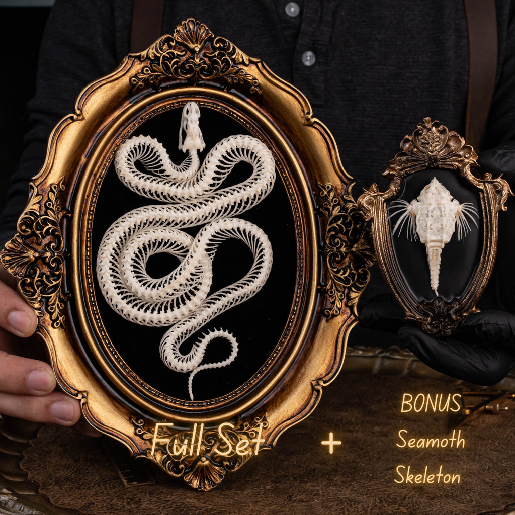 A beautifully preserved snake skeleton mounted on an ornate antique Gothic frame. The intricate skeletal details are complemented by the dark, vintage aesthetic of the frame, creating a striking piece of Gothic wall art. Perfect for vintage home decor or curio cabinet displays, this creepy art piece is photographed against a moody, dark background to enhance its dramatic appeal.