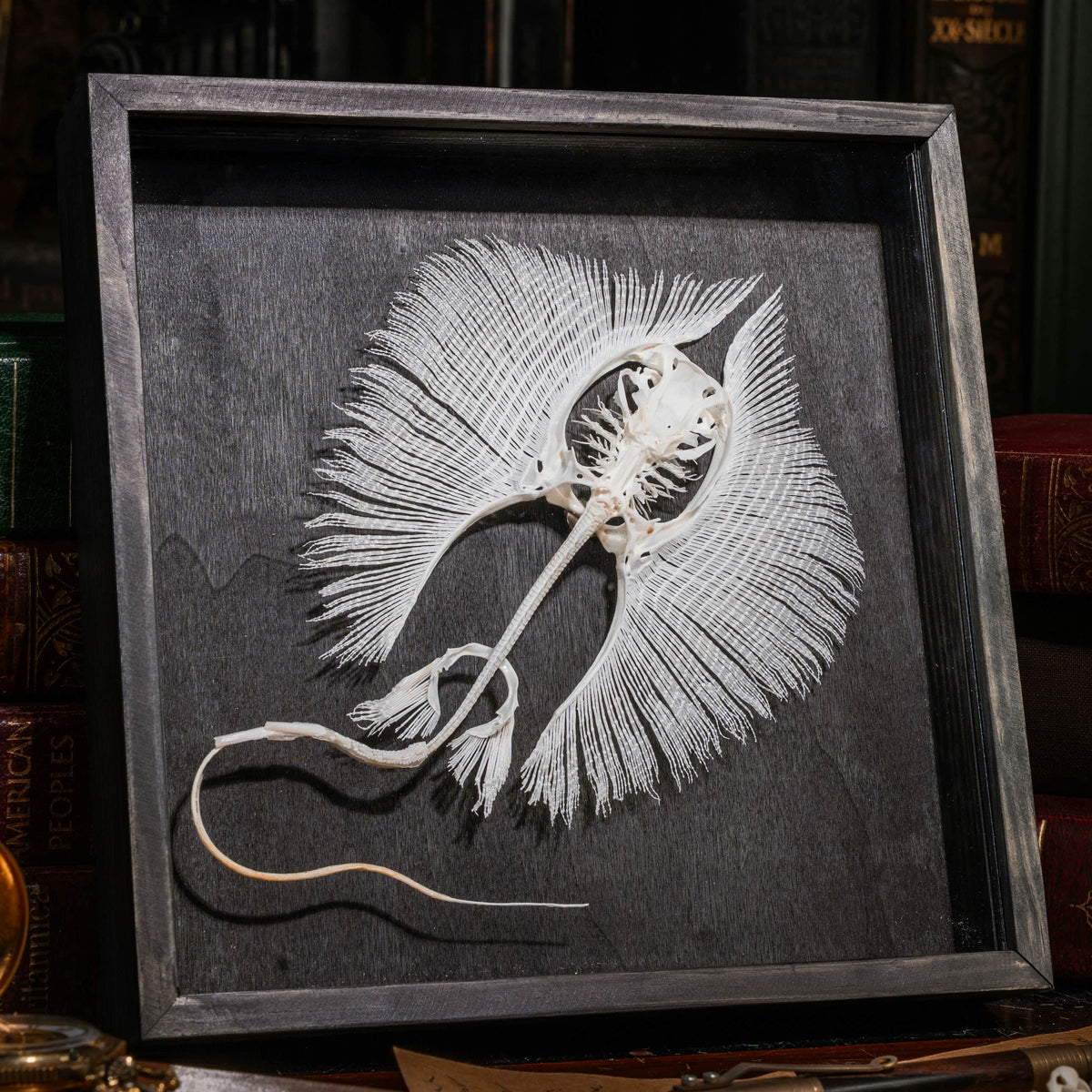 Real Stingray Skeleton, Stingray taxidermy in shadow box, Stingray bar ...