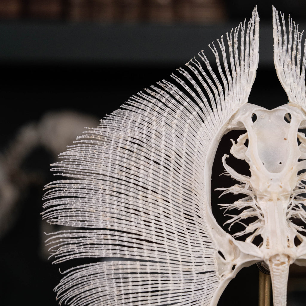 museum specimen collection,
bone collection, skeleton collection, 
oddities and curiosities, 
real stingray skeleton, cartilage fish, skeleton like ray and sharks, 
Stingray barb, 
real fish skeleton, 
real fish bone,
gothic wall decoration,