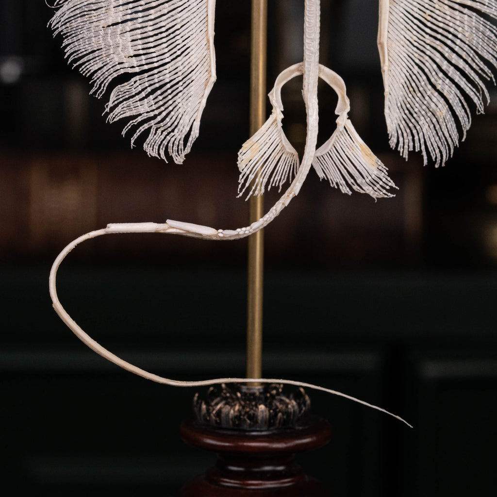 museum specimen collection,
bone collection, skeleton collection, 
oddities and curiosities, 
real stingray skeleton, cartilage fish, skeleton like ray and sharks, 
Stingray barb, 
real fish skeleton, 
real fish bone,
gothic wall decoration,