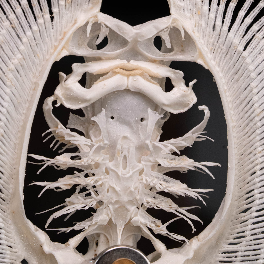 Real stingray skeleton taxidermy showing full cartilage structure and wing-like fins, preserved in detail for natural history collectors and oddities enthusiasts. Unlike fish with bones, stingrays have a cartilaginous skeleton, similar to sharks, making this specimen unique for aquarium decor, gothic wall art, or marine biology study displays. Perfect educational skeleton model for science classrooms, curiosity cabinets, and fish skull collections.