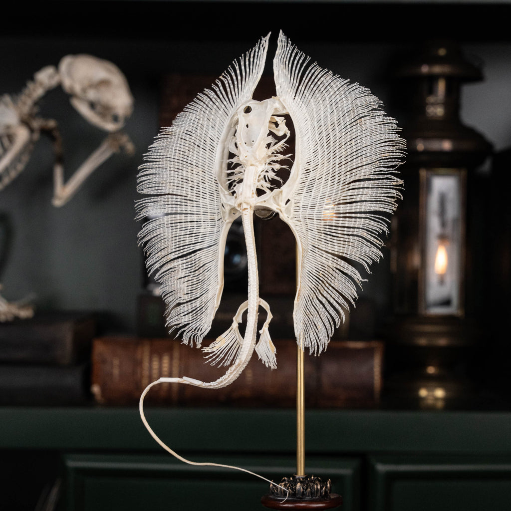 Real stingray skeleton taxidermy showing full cartilage structure and wing-like fins, preserved in detail for natural history collectors and oddities enthusiasts. Unlike fish with bones, stingrays have a cartilaginous skeleton, similar to sharks, making this specimen unique for aquarium decor, gothic wall art, or marine biology study displays. Perfect educational skeleton model for science classrooms, curiosity cabinets, and fish skull collections.