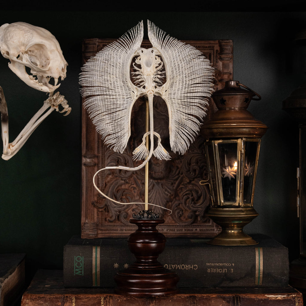 Real stingray skeleton taxidermy showing full cartilage structure and wing-like fins, preserved in detail for natural history collectors and oddities enthusiasts. Unlike fish with bones, stingrays have a cartilaginous skeleton, similar to sharks, making this specimen unique for aquarium decor, gothic wall art, or marine biology study displays. Perfect educational skeleton model for science classrooms, curiosity cabinets, and fish skull collections.