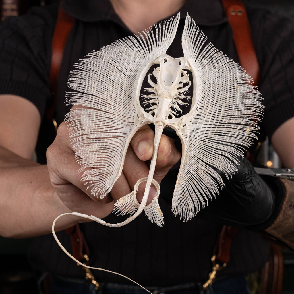 Real stingray skeleton taxidermy showing full cartilage structure and wing-like fins, preserved in detail for natural history collectors and oddities enthusiasts. Unlike fish with bones, stingrays have a cartilaginous skeleton, similar to sharks, making this specimen unique for aquarium decor, gothic wall art, or marine biology study displays. Perfect educational skeleton model for science classrooms, curiosity cabinets, and fish skull collections.