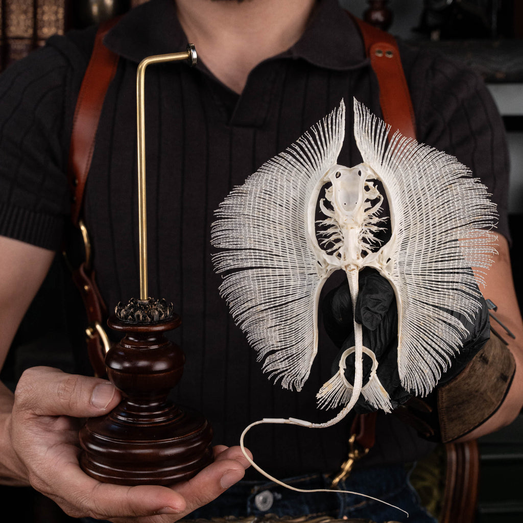 Real stingray skeleton taxidermy showing full cartilage structure and wing-like fins, preserved in detail for natural history collectors and oddities enthusiasts. Unlike fish with bones, stingrays have a cartilaginous skeleton, similar to sharks, making this specimen unique for aquarium decor, gothic wall art, or marine biology study displays. Perfect educational skeleton model for science classrooms, curiosity cabinets, and fish skull collections.