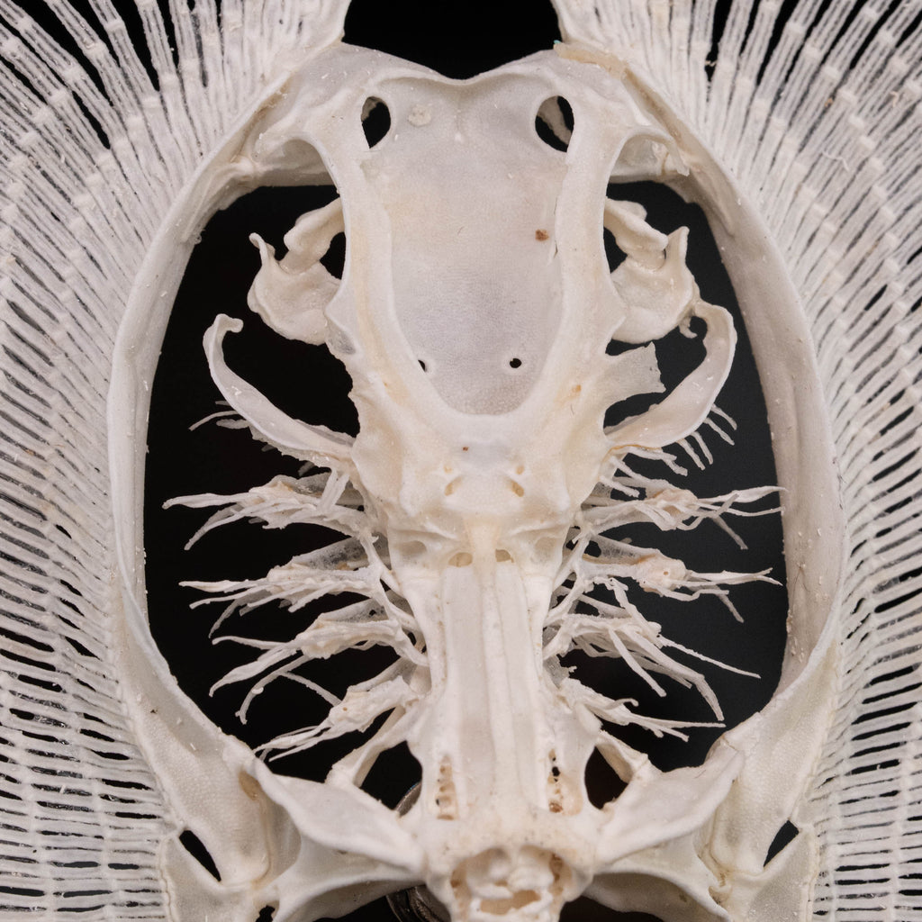Real stingray skeleton taxidermy showing full cartilage structure and wing-like fins, preserved in detail for natural history collectors and oddities enthusiasts. Unlike fish with bones, stingrays have a cartilaginous skeleton, similar to sharks, making this specimen unique for aquarium decor, gothic wall art, or marine biology study displays. Perfect educational skeleton model for science classrooms, curiosity cabinets, and fish skull collections.