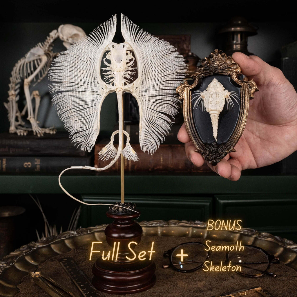 museum specimen collection,
bone collection, skeleton collection, 
oddities and curiosities, 
real stingray skeleton, cartilage fish, skeleton like ray and sharks, 
Stingray barb, 
real fish skeleton, 
real fish bone,
gothic wall decoration,