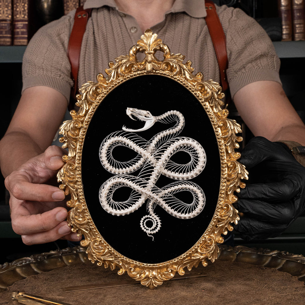 Real viper snake skeleton posed into a Celtic knot symbol from ancient Viking culture, framed in gothic vintage style. Perfect for witch altar decor, Norse mythology lovers, pagan ritual space, or symbolic bone art collectors. Hand-cleaned, ethically sourced, and preserved on black velvet background for natural history and dark academia displays.