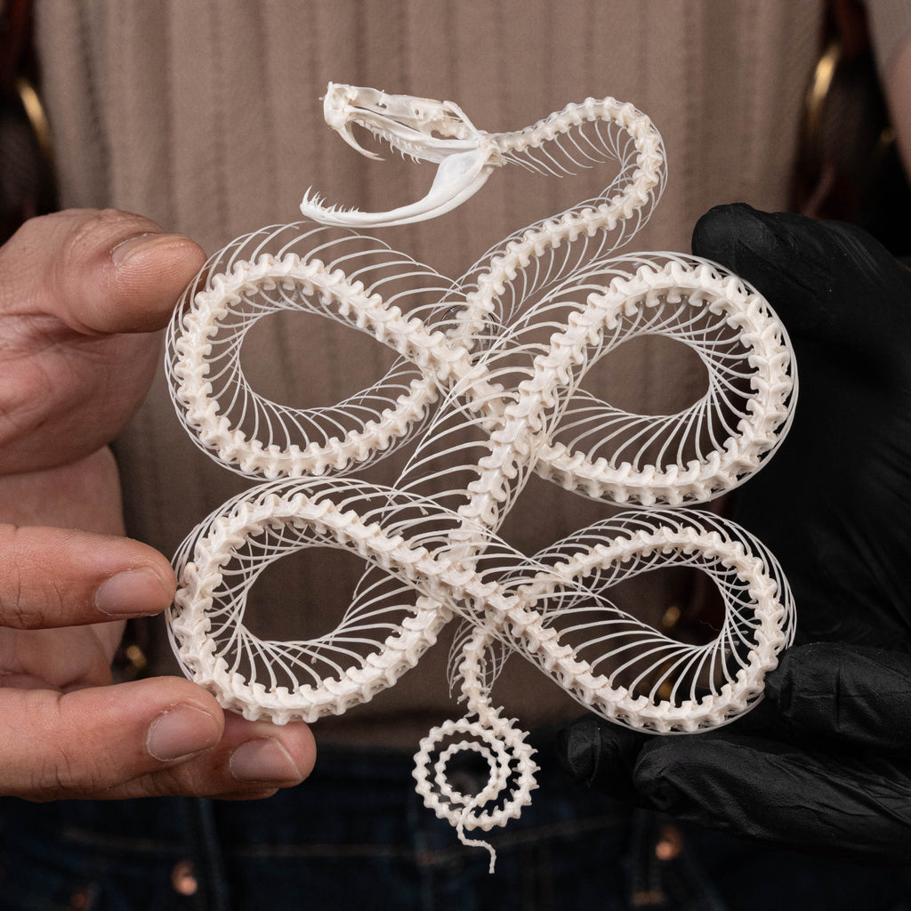 Real viper snake skeleton posed into a Celtic knot symbol from ancient Viking culture, framed in gothic vintage style. Perfect for witch altar decor, Norse mythology lovers, pagan ritual space, or symbolic bone art collectors. Hand-cleaned, ethically sourced, and preserved on black velvet background for natural history and dark academia displays.
