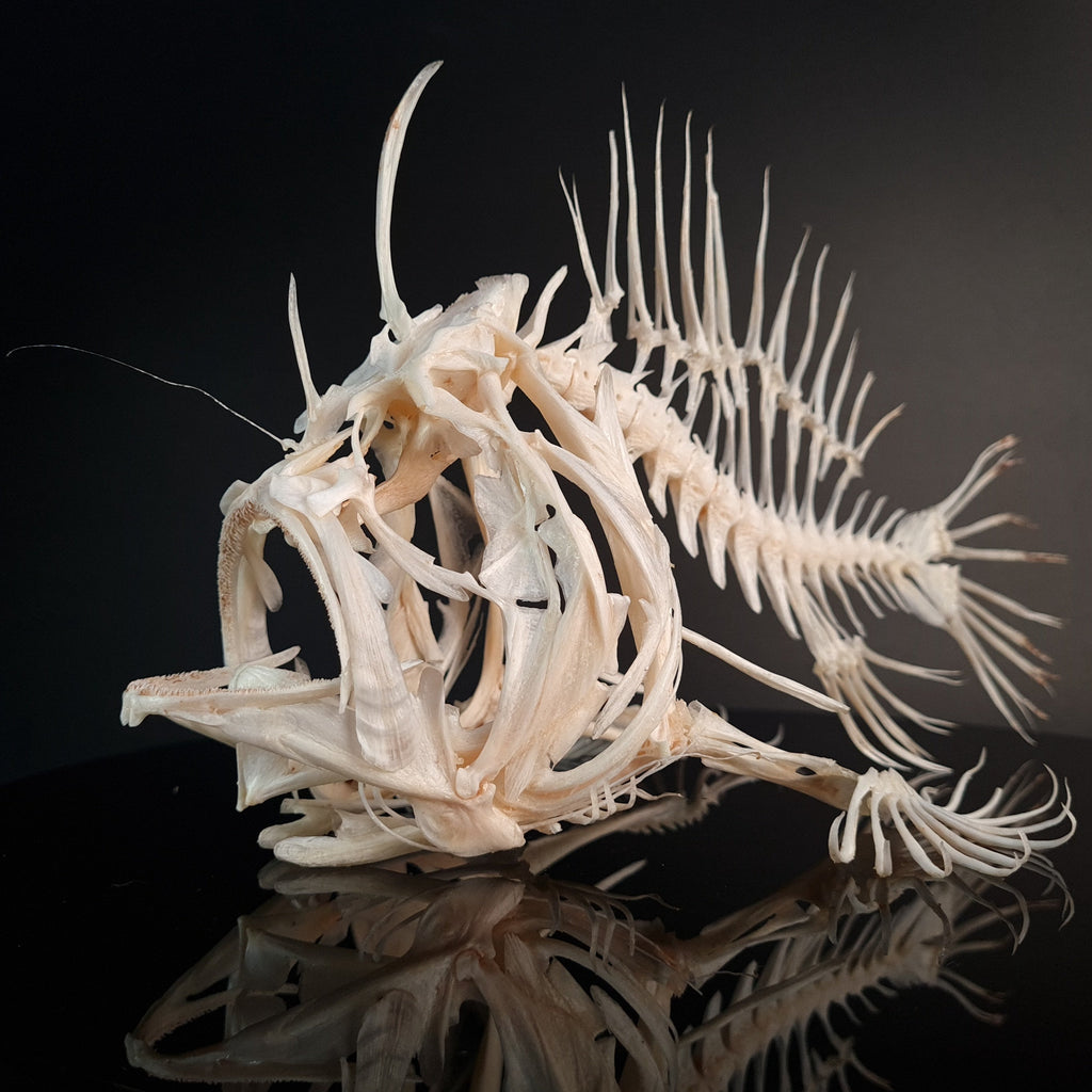museum specimen collection bone collection, skeleton collection  oddities and curiosities  real fish skeleton real fish taxidermy  anglerfish skeleton  anglerfish taxidermy anglerfish skull  anglerfish anatomy real frogfish skeleton taxidermy