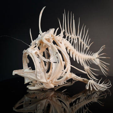museum specimen collection bone collection, skeleton collection  oddities and curiosities  real fish skeleton real fish taxidermy  anglerfish skeleton  anglerfish taxidermy anglerfish skull  anglerfish anatomy real frogfish skeleton taxidermy