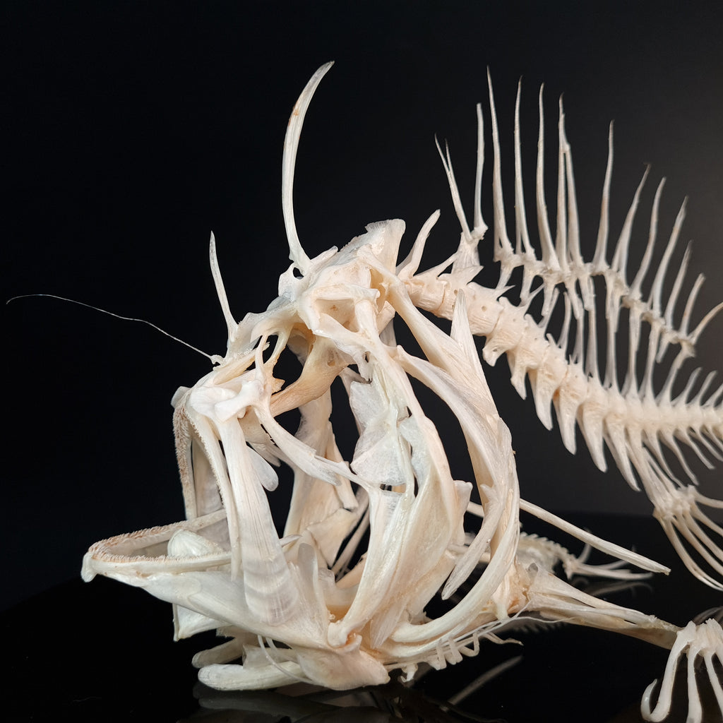 museum specimen collection bone collection, skeleton collection  oddities and curiosities  real fish skeleton real fish taxidermy  anglerfish skeleton  anglerfish taxidermy anglerfish skull  anglerfish anatomy real frogfish skeleton taxidermy