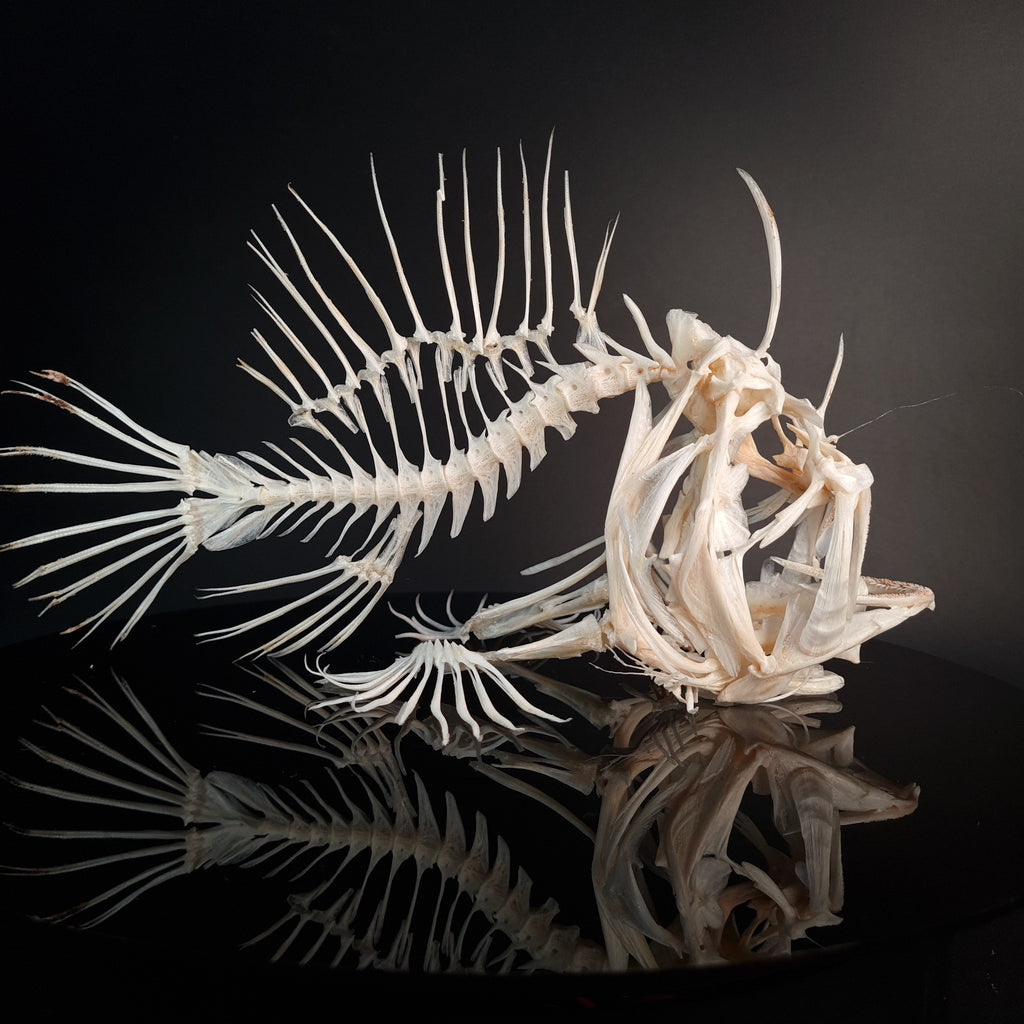 museum specimen collection bone collection, skeleton collection  oddities and curiosities  real fish skeleton real fish taxidermy  anglerfish skeleton  anglerfish taxidermy anglerfish skull  anglerfish anatomy real frogfish skeleton taxidermy