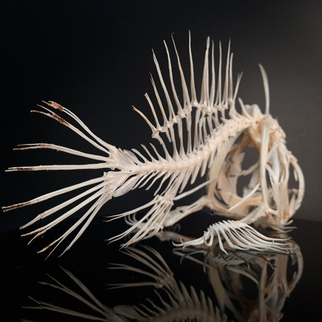 museum specimen collection bone collection, skeleton collection  oddities and curiosities  real fish skeleton real fish taxidermy  anglerfish skeleton  anglerfish taxidermy anglerfish skull  anglerfish anatomy real frogfish skeleton taxidermy