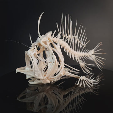 museum specimen collection bone collection, skeleton collection  oddities and curiosities  real fish skeleton real fish taxidermy  anglerfish skeleton  anglerfish taxidermy anglerfish skull  anglerfish anatomy real frogfish skeleton taxidermy
